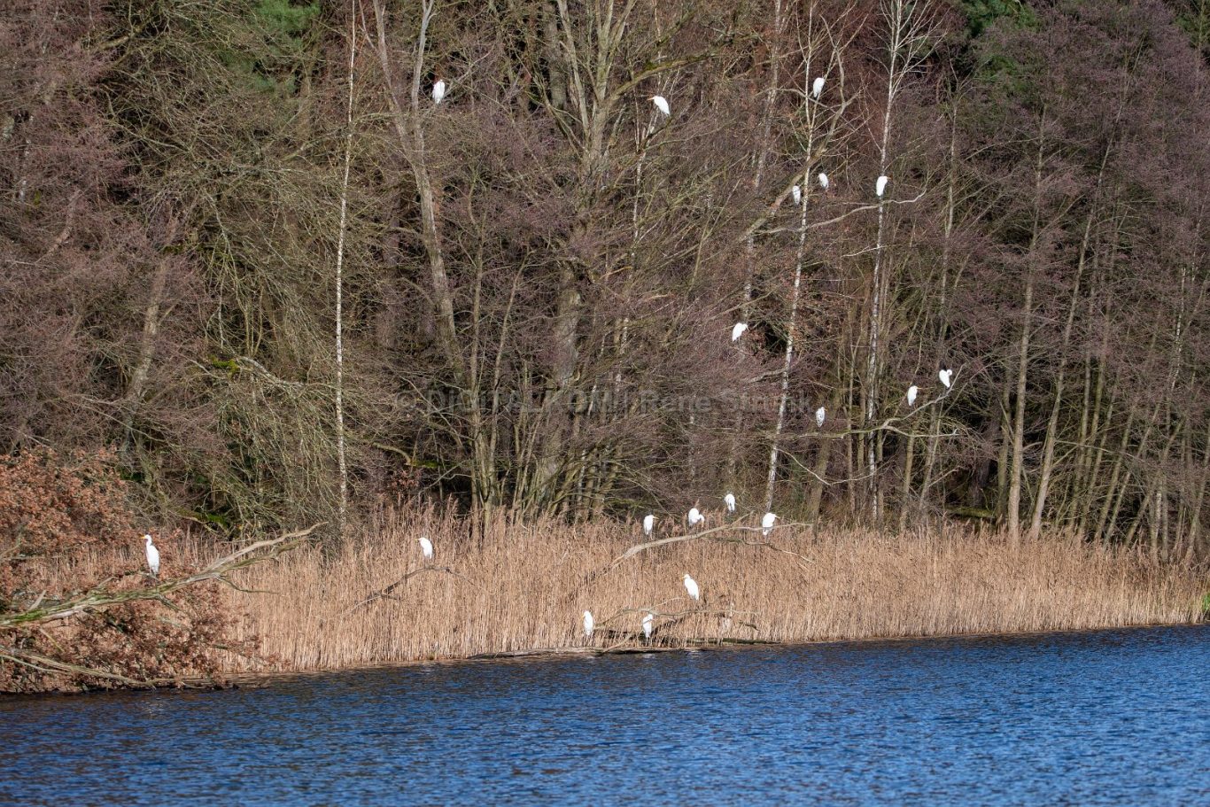 Fischreiher-Mühlenteich